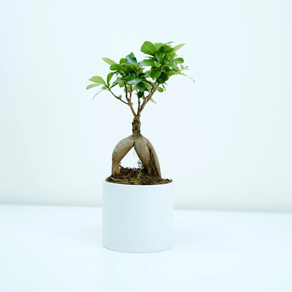 Home & Garden